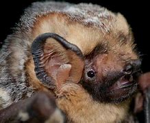 Image result for Missouri Bats Species