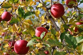 Image result for Fuji Fruit