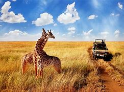 Image result for African Safari Pics