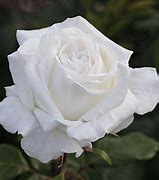Image result for HT Roses