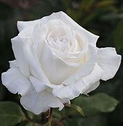 Image result for White Hybrid Tea Roses