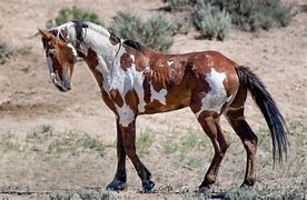 Image result for Famous Wild Horse Photography