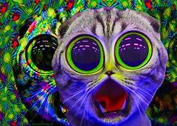 Image result for Trippy Funny