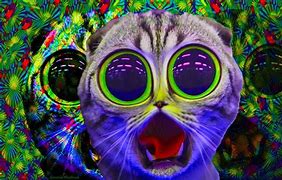 Image result for Psychedelic Trippy Art Cat