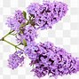 Image result for Lilac Flower Clip Art