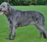 Image result for Irish Dogs Folklore