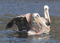 Image result for Pelican Photography