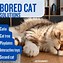 Image result for Bored Cat Face