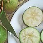 Image result for Star Apple Tree