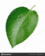 Image result for Apple Leaf