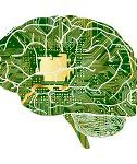 Image result for A Brain a Computer the Universe