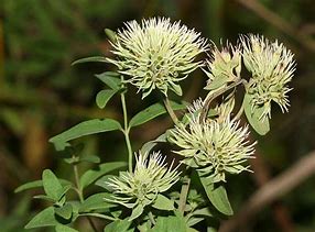 Image result for Pycnanthemum flexuosum