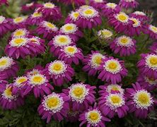 Image result for Tanacetum Alfred (Coccineum-Group)