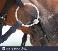 Image result for Horse with Bit in Mouth