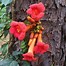 Image result for Unique Trumpet Vine