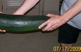 Image result for Largest Zucchini Variety