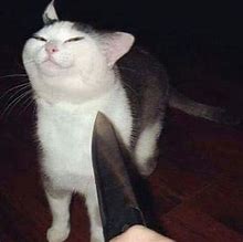 Image result for Cursed Cat Man Meme