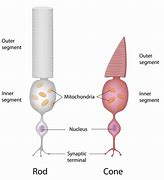 Image result for Rod-Cone Female