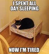 Image result for Cat Tired in a Tire Meme