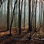 Image result for Stock Free Forest