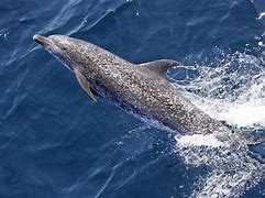 Image result for Torfaen Dolphins