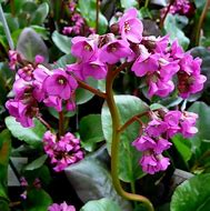Image result for Bergenia Ouverture
