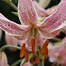 Image result for Lilium martagon Pink Morning