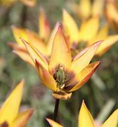 Image result for Tulipa aucheriana Mara