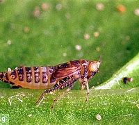 Image result for "beet-leafhopper"