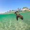 Image result for Baby Turtles Underwater