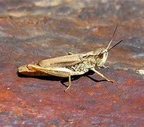 Image result for Cricket Wings Chirp