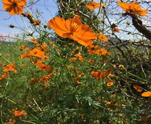 Image result for Wildflower ClearCase