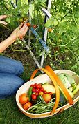 Image result for Pick Vegetables