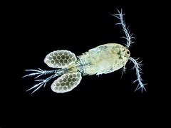 Image result for Cyclops Copepod