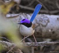 Image result for Purple Crown Fairy Wren