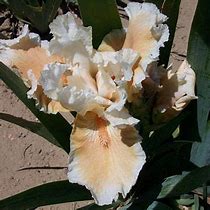 Image result for Iris Miss Indiana (Germanica-Group)
