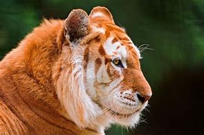 Image result for Golden Tiger iPhone 6