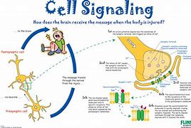 Image result for What Is Cell Signaling