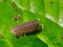 Image result for "sow-bugs"