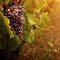 Image result for Green Grapes Wallpaper for Desktop