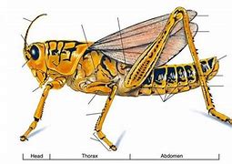 Image result for cricket bug anatomy