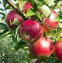 Image result for mcintosh apples trees