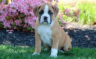 Image result for Bullboxer Puppies