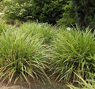 Image result for Carex morrowii Variegata