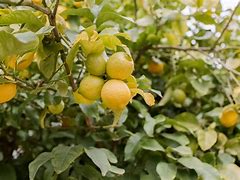 Image result for Lemon Tree Plant