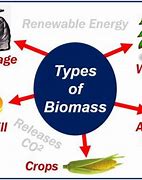 Image result for Pics of Biomass