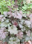 Image result for Heuchera Rachel