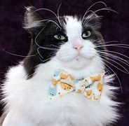 Image result for Cat Bow Tie