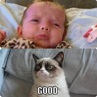 Image result for Grumpy Cat Memes 2019