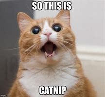 Image result for Catnip Meme